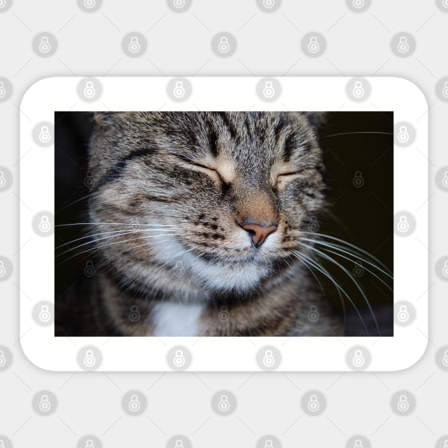 smiling cat Sticker by Evaaug